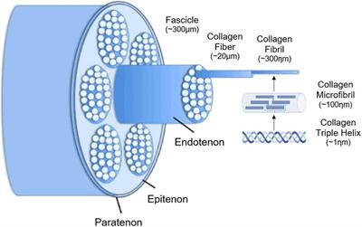 The Lack of a Representative Tendinopathy Model Hampers Fundamental Mesenchymal Stem Cell Research